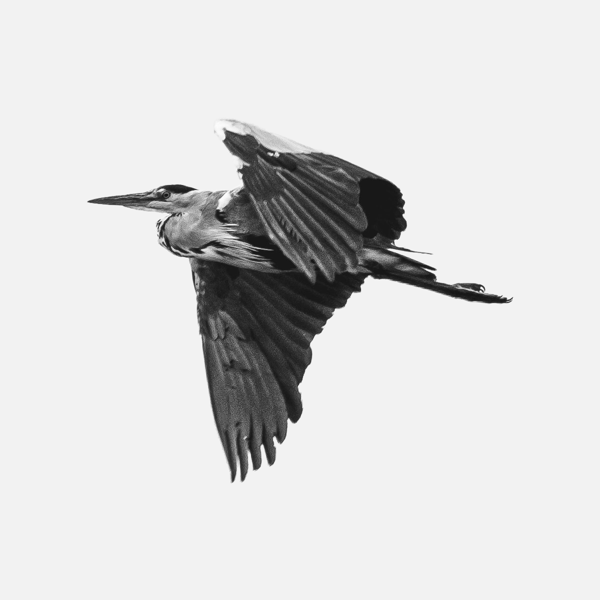 The iconic heron. A grayscale heron in mid-flight, against a light colored background.
